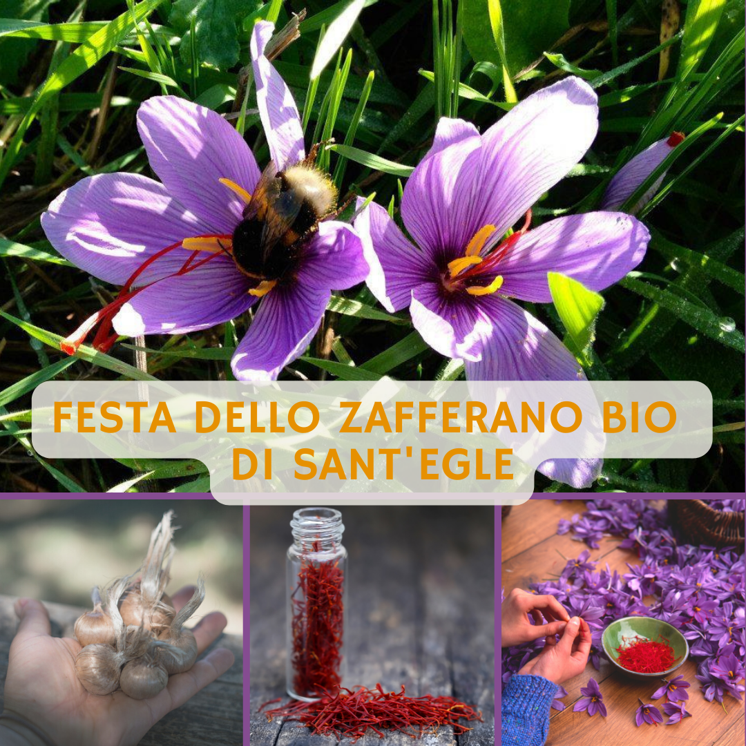 Festa della Raccolta dello Zafferano Bio di Sant'Egle