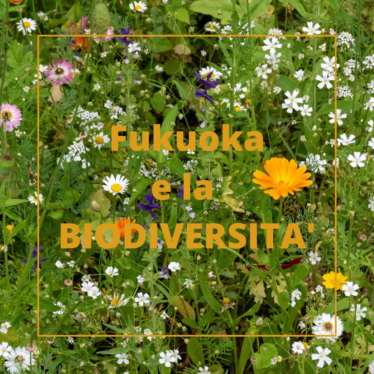 Conosci Masanobu Fukuoka?
