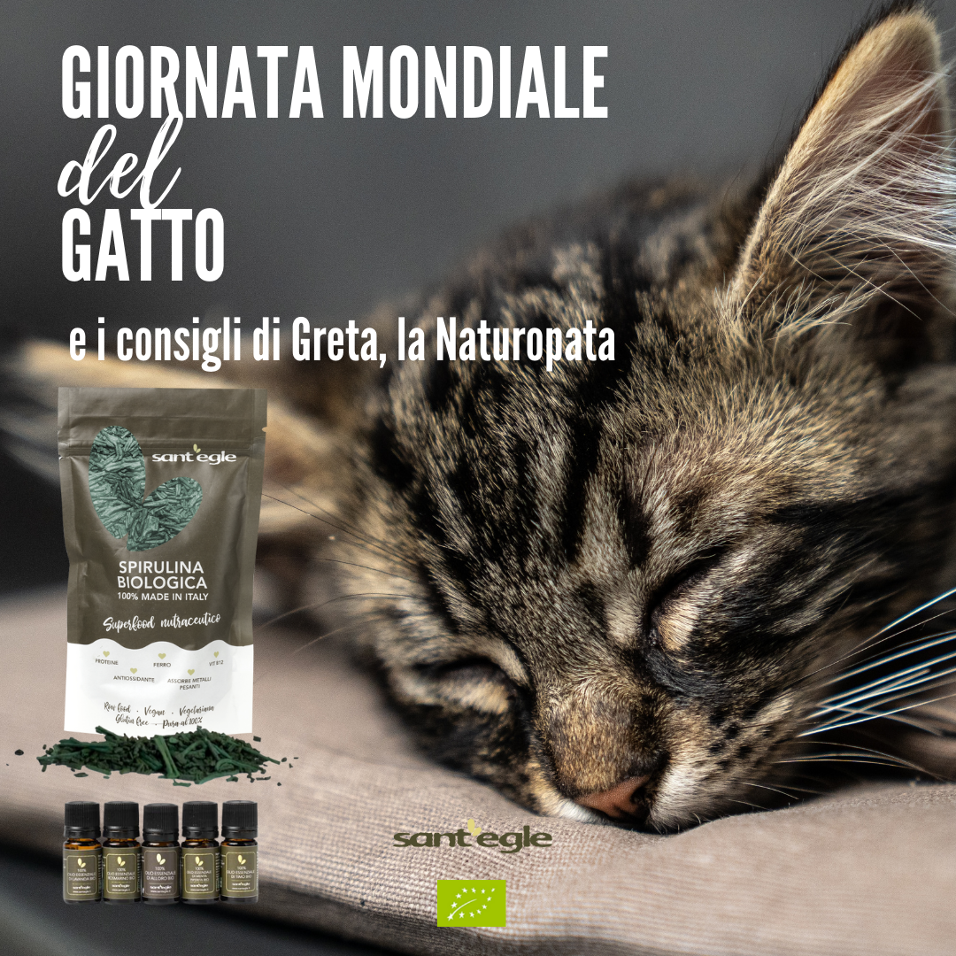 GIORNATA MONDIALE DEL GATTO
