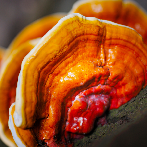 Reishi - Ganoderma Lucidum - Ling Zhi bio, 90 capsule
