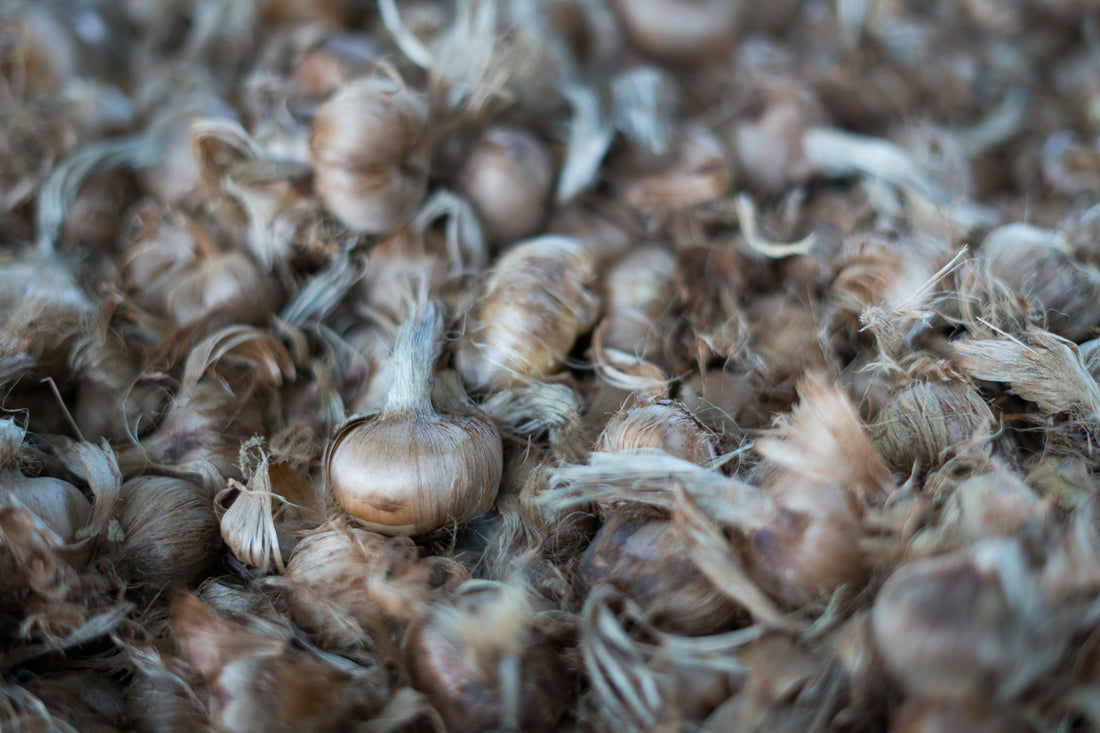 Bulbi di zafferano italiano biologici, calibro 10/11, campagna 2027