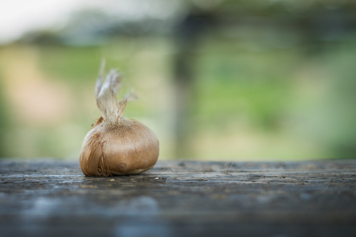 Bulbi di zafferano italiano biologici, calibro 10/11, campagna 2027