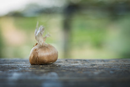 Bulbi di zafferano italiano biologici, calibro 10/11, campagna 2027