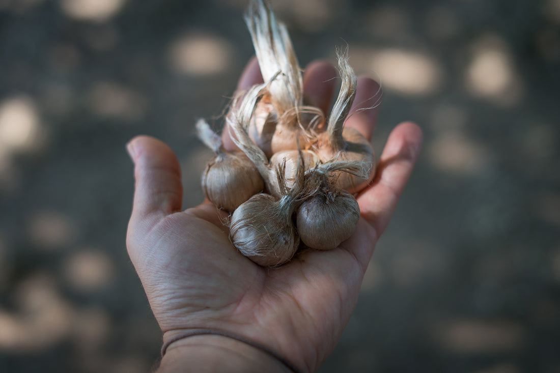 Bulbi di zafferano italiano biologici, calibro 10/11, campagna 2027