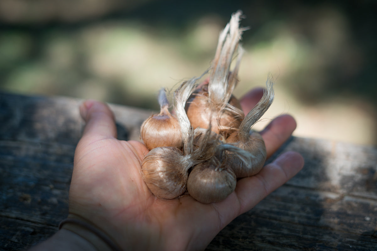 Bulbi di zafferano italiano biologici, calibro 10/11, campagna 2027