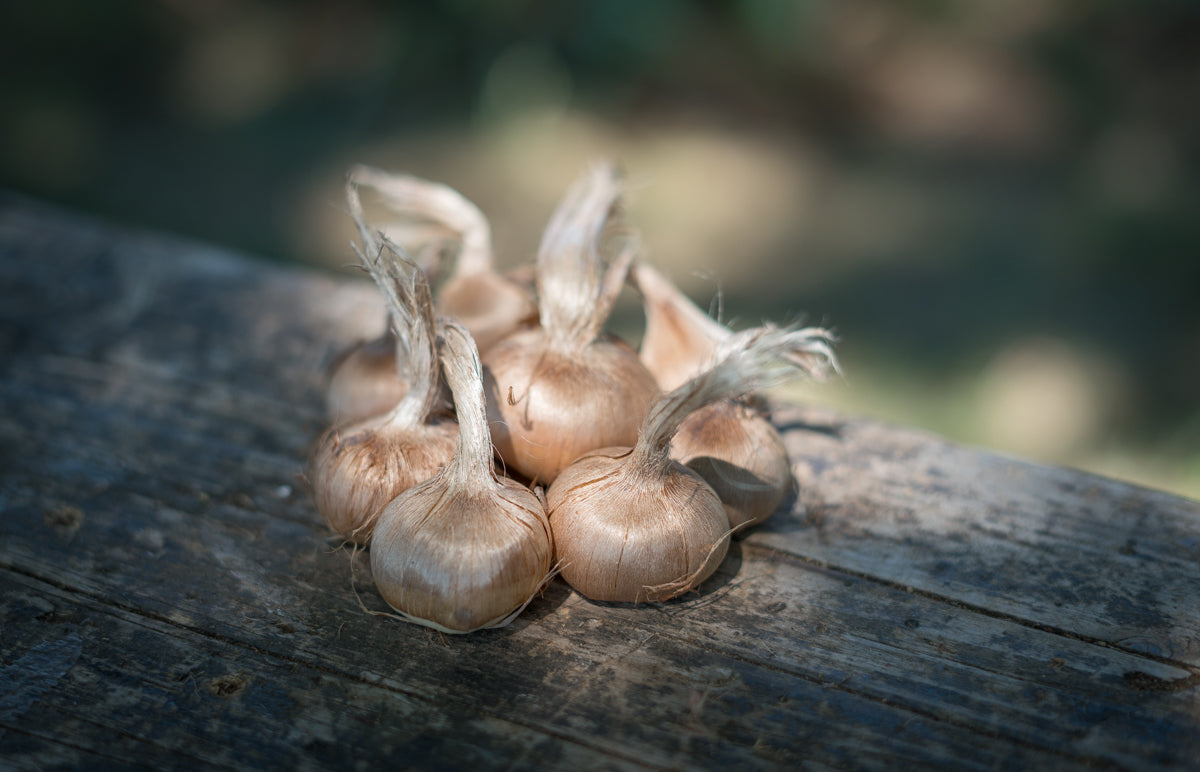 Bulbi di zafferano italiano biologici, calibro 10/11, campagna 2027
