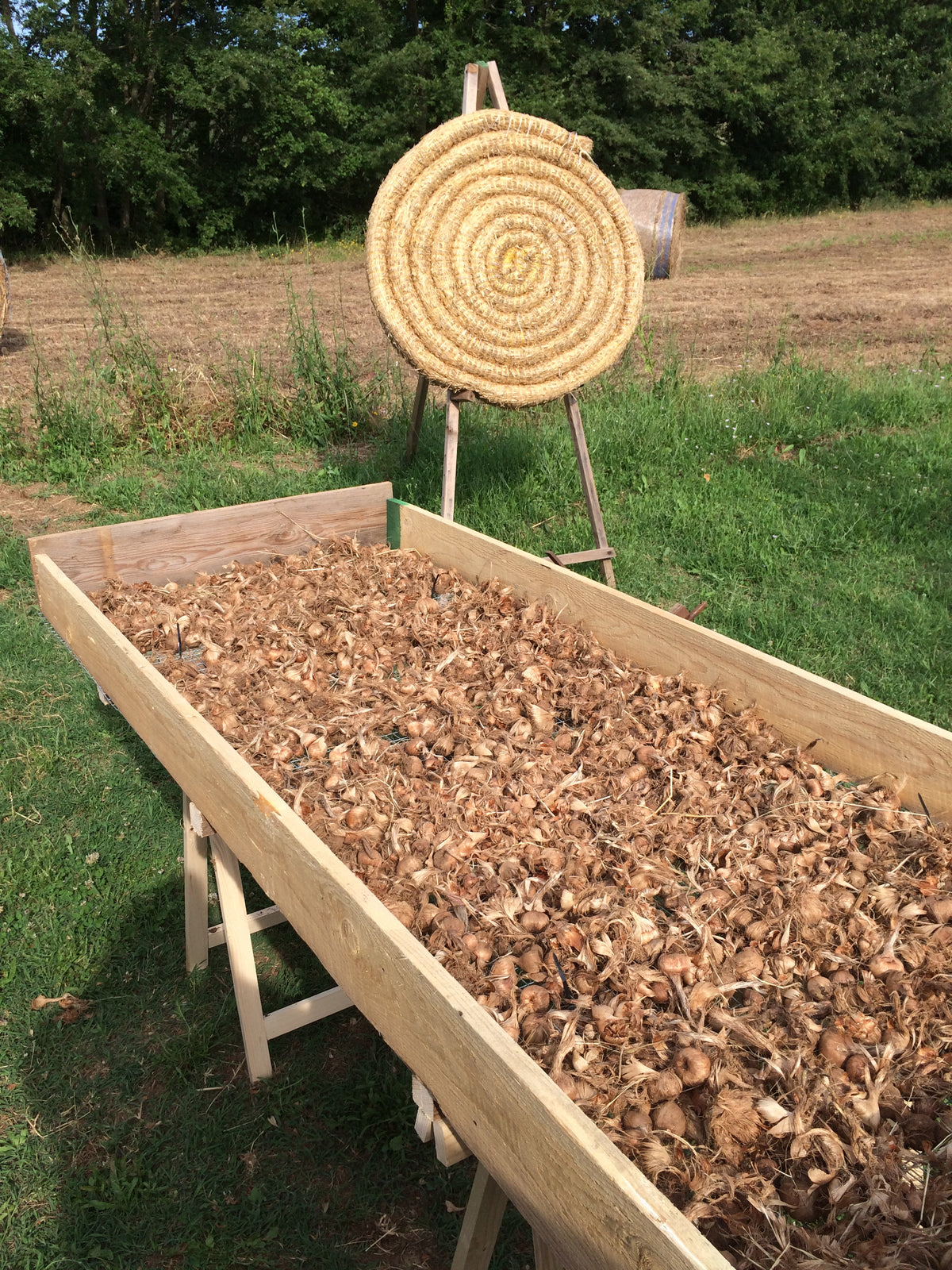 Bulbi di zafferano italiano biologici, calibro 10/11, campagna 2027
