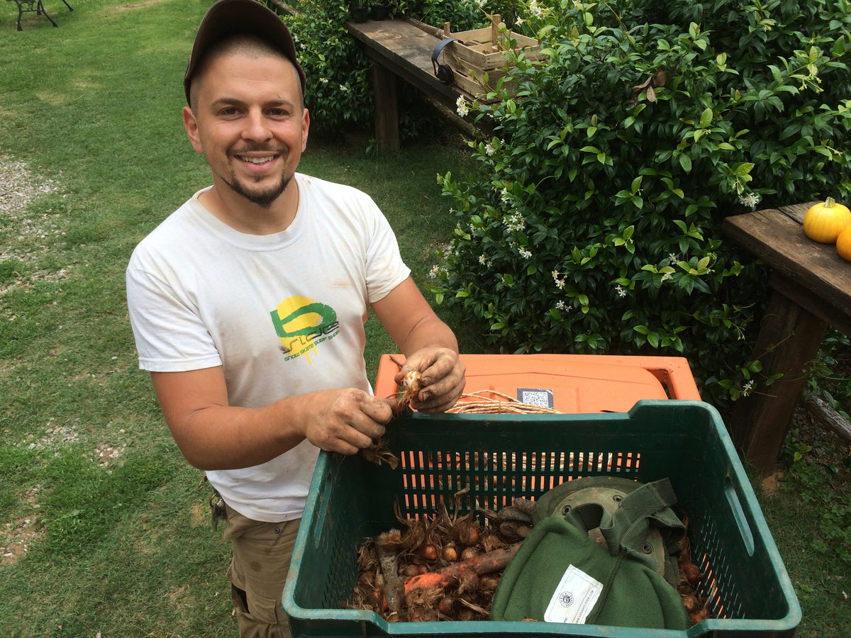 Bulbi di zafferano italiano biologici, calibro 10/11, campagna 2027