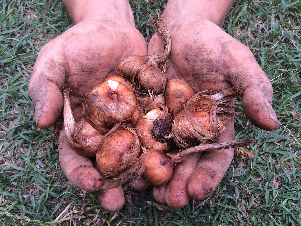 Bulbi di zafferano italiano biologici, calibro 10/11, campagna 2027