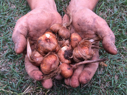 Bulbi di zafferano italiano biologici, calibro 10/11, campagna 2027